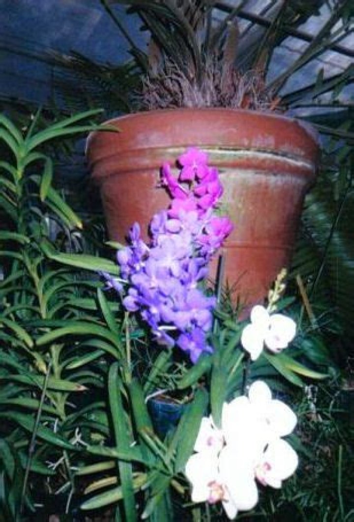 Breathtaking Barbara Hale Orchids: A Guide To Their Beauty And Care