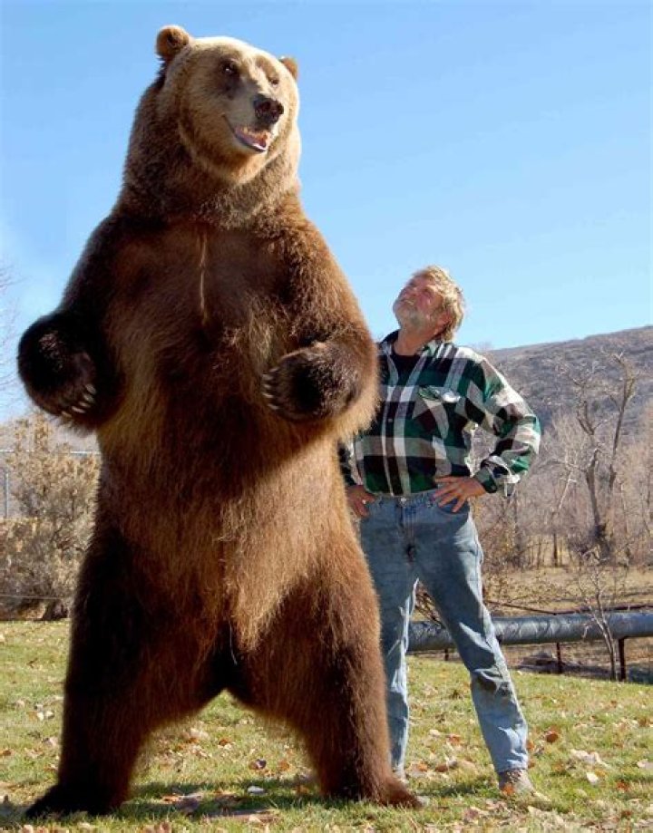 Tall And Mighty: The Impressive Height Of Hollywood's Bear Actors