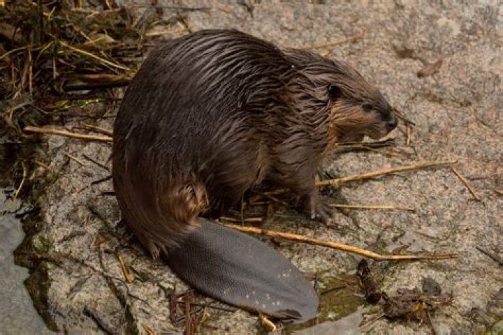 Bieber: The Ultimate Pop Sensation