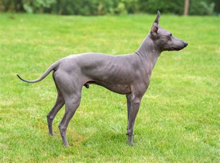 The Ultimate Guide To Hairless Dogs: All About Furless Canines