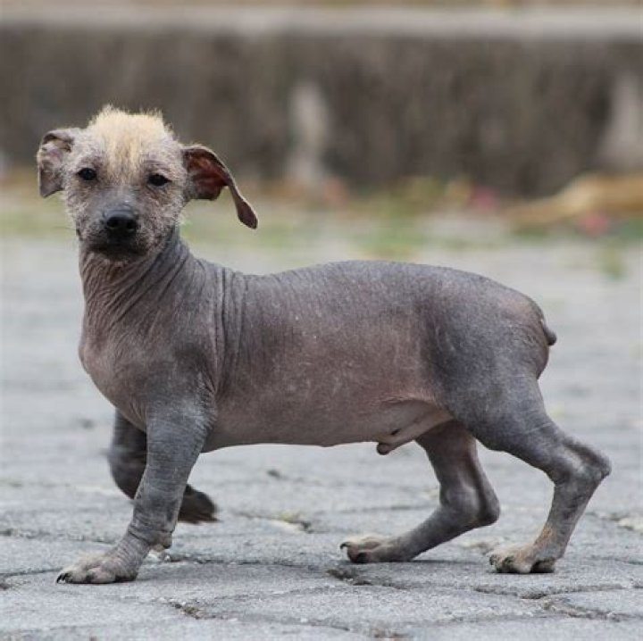 The Essential Guide To Hairless Dogs: Your Comprehensive Resource