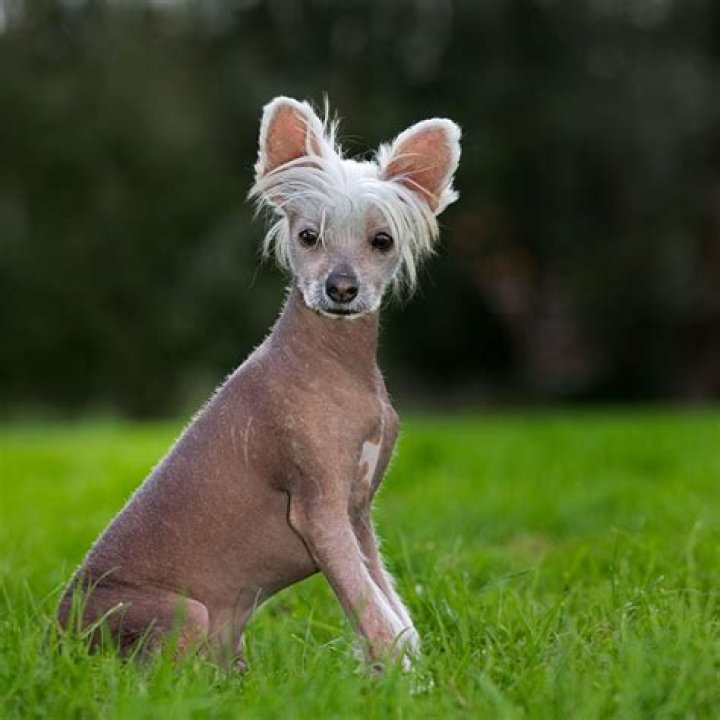 Discover The Hairless Dog Breeds: Experience The Unique Allure Of Dogs Without Fur