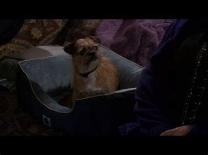 Jim The Dog: The Ultimate Companion From Mike And Molly