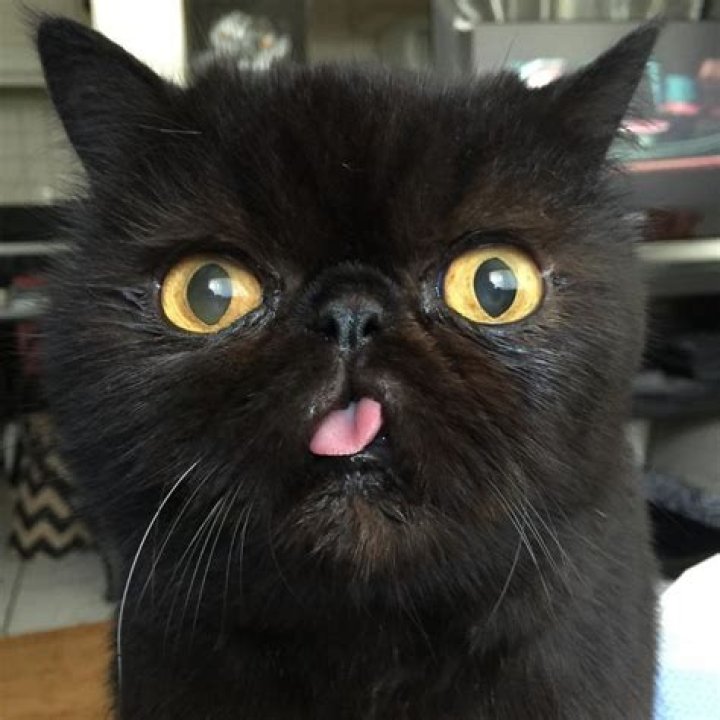 BREAKING NEWS: Beloved Podcast Host Joe Rogan Tragically Passes Away