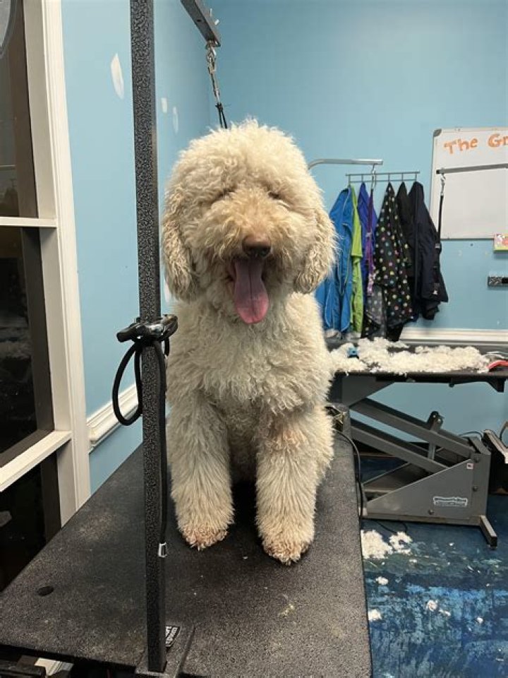 Uncover The Secrets To Detangling Matted Labradoodle Coats