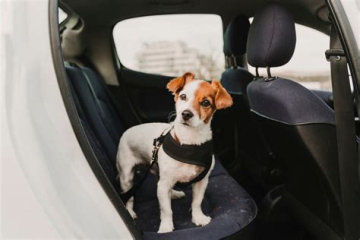 The Ultimate Pet Driver Guide: Your Companion On The Road
