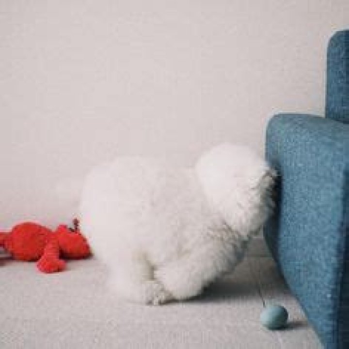 Adorable Poodle Cats: A Comprehensive Guide To This Unique Breed